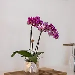 Orchideen * Villach