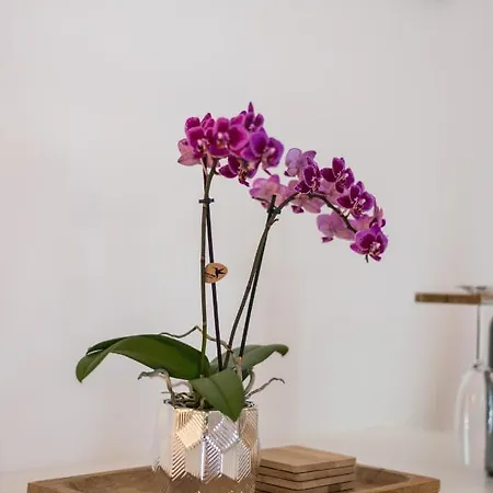 Orchideen * Villach