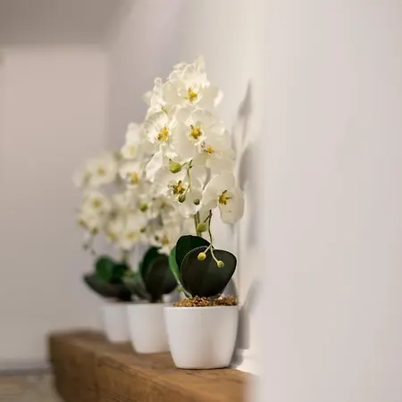 Orchideen * Villach